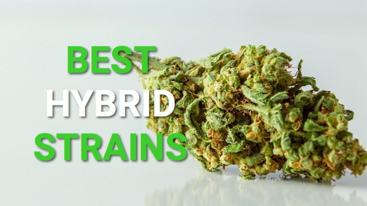 best-hybrid-strains-1280x720.jpg